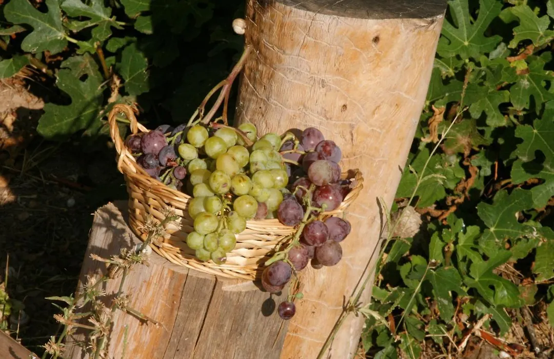 Hort De L'Aubert-1