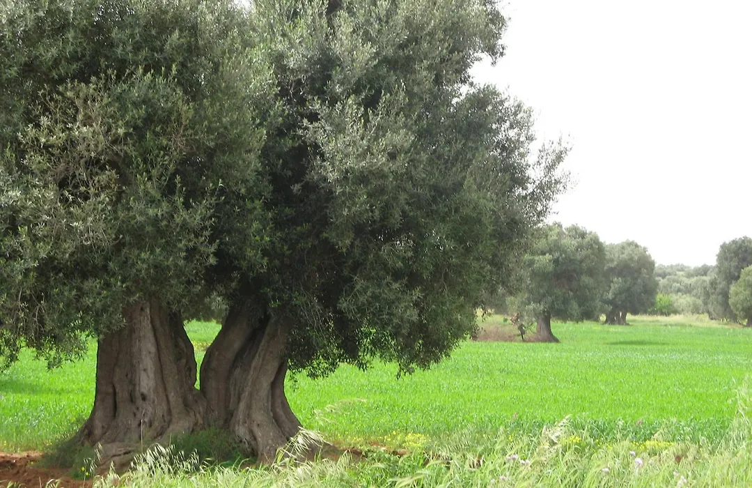Masseria Asciano-1