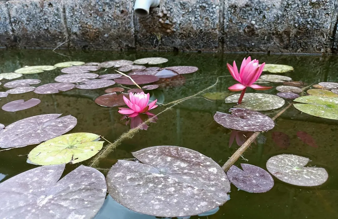 Il Giardino nell'Orto-1