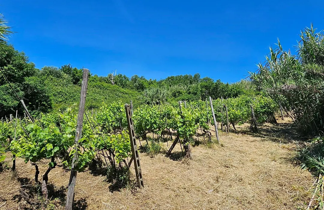 Poderi Lenzi-1
