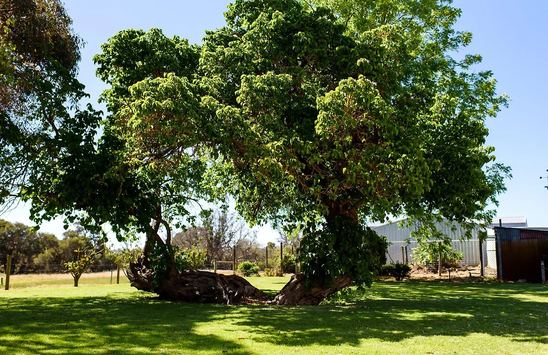 Fairlawn Estate-1