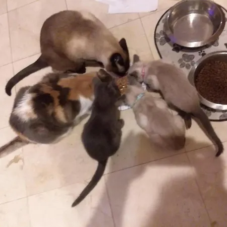 Catmosphere-2