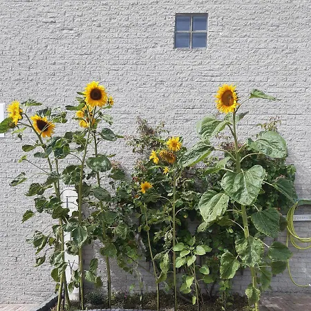 Sunny Residence-3