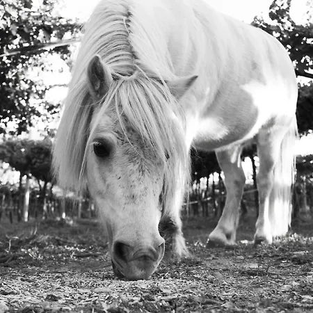 8 Grappoli Agritur-3