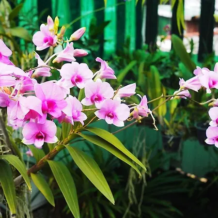 Kaloang Home-2