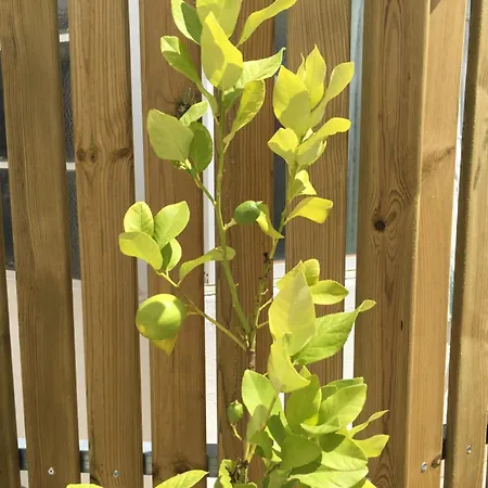 Lemon Tree Apartments-3
