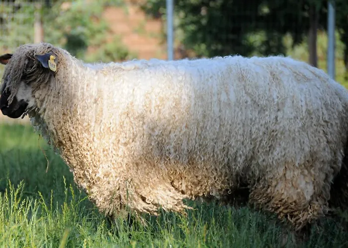 Wine Country Private Working Sheep Farm; Rustic Elegance