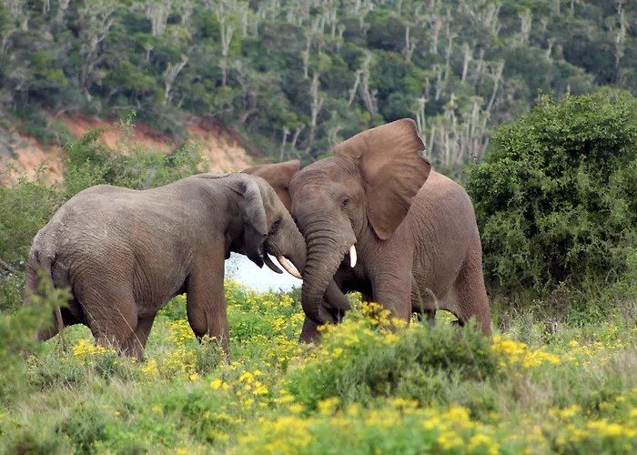 Sibuya Game Reserve And Lodge