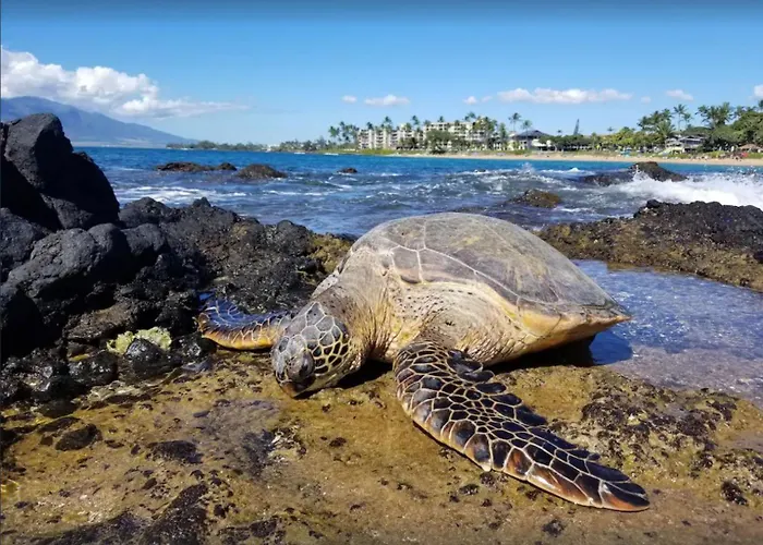Maui Kamaole B207