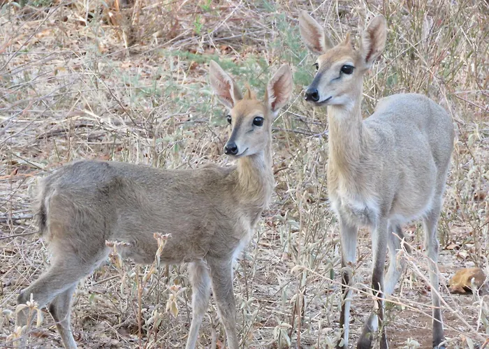 Wild Dog Guest Lodge