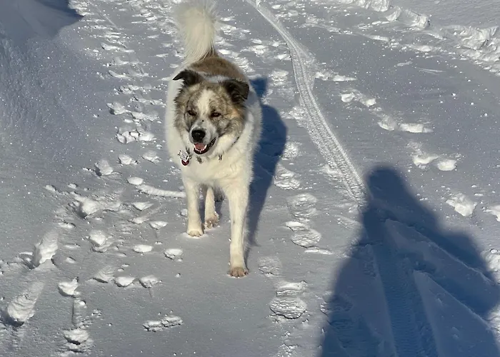 Hotel mit Hund Chalet 65