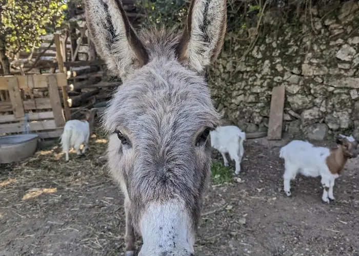 Cabayourte à la mauvaise herbe