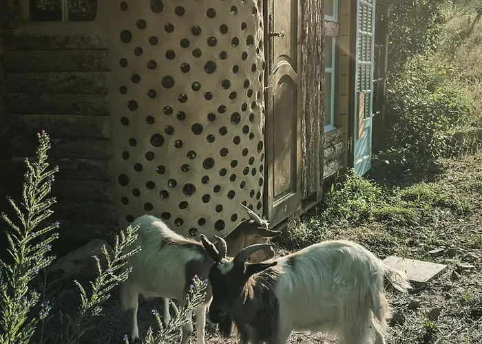 roulotte à la mauvaise herbe
