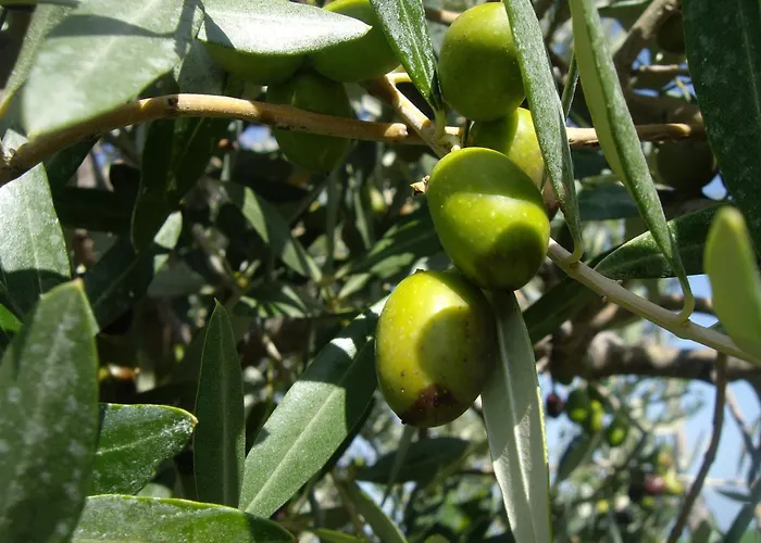 Agriturismo Il Borgo Degli Ulivi