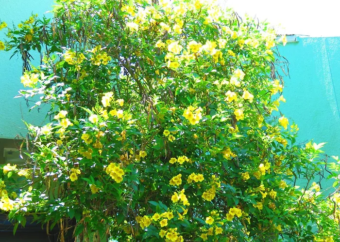 Multi Resorts At Puente Vista