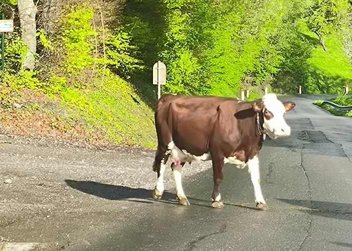 A Cordon entre Bois et Nature