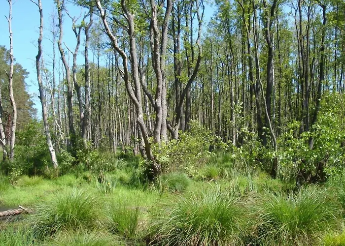 Ferienhäuser Dünenmeer
