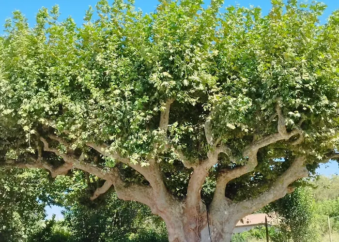 Mas En Provence