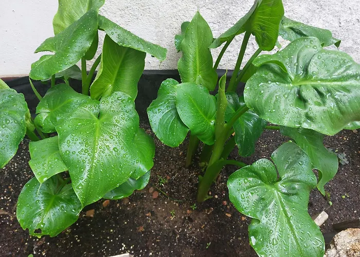 Apartamentos San Salvador Parking Gratis At-Ba-00338