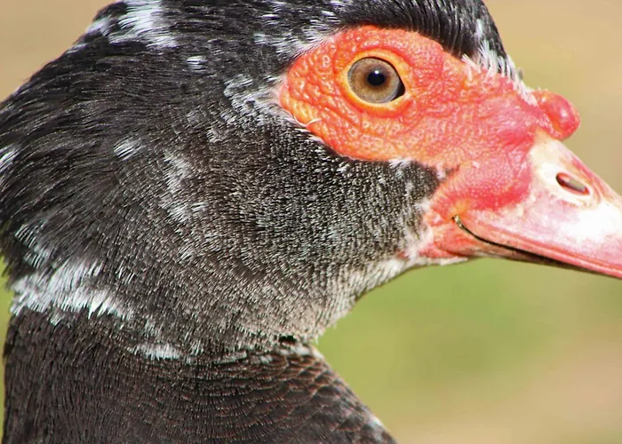 Casa vacanze: Agriturismo Antares
