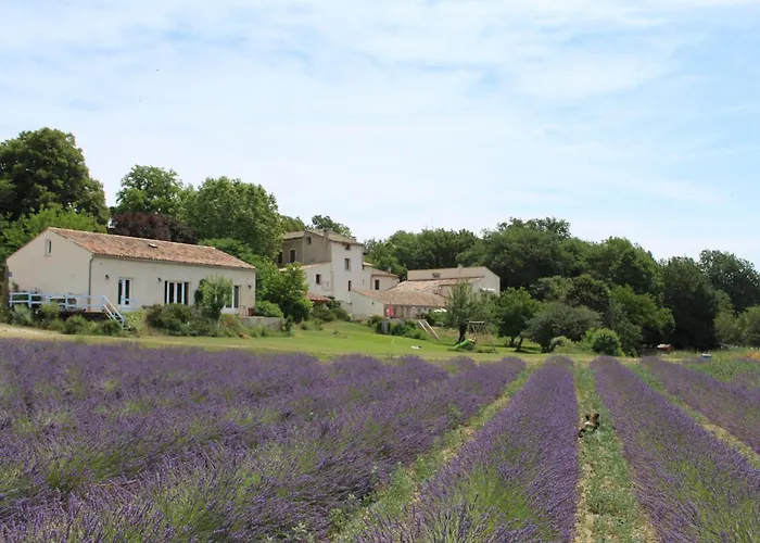 Les Ânes de Forcalquier