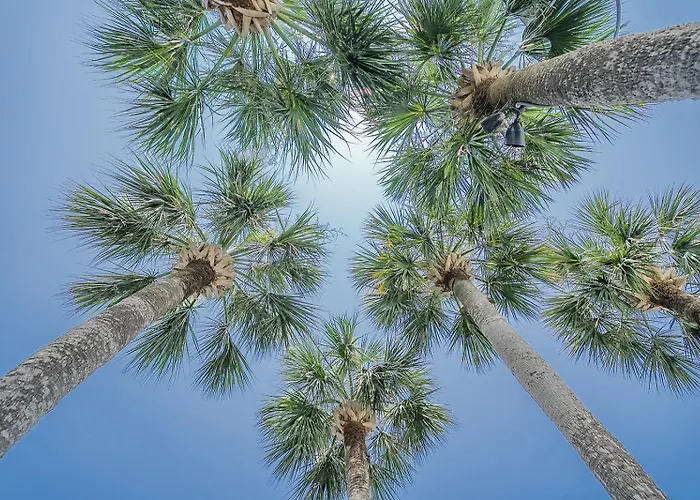 Beach hotel: Royal Palms Motel