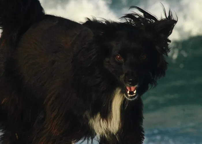 Hotel que aceita animais de estimação: Mágica Suites