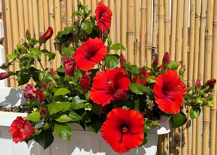 Salento astrea vista mare