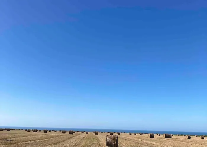 les Albatros