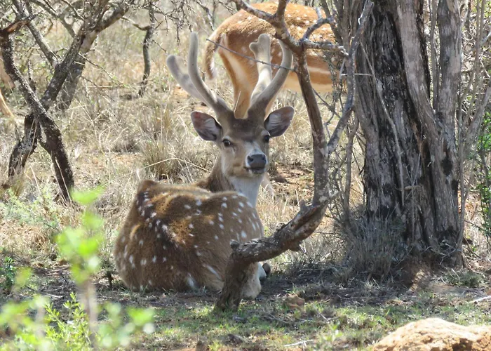 Deer Cottage