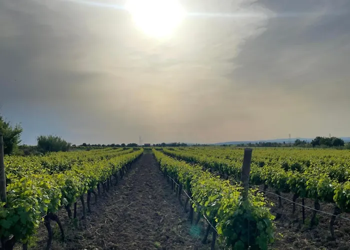 Gîte au cœur des vignes, près du canal du Midi