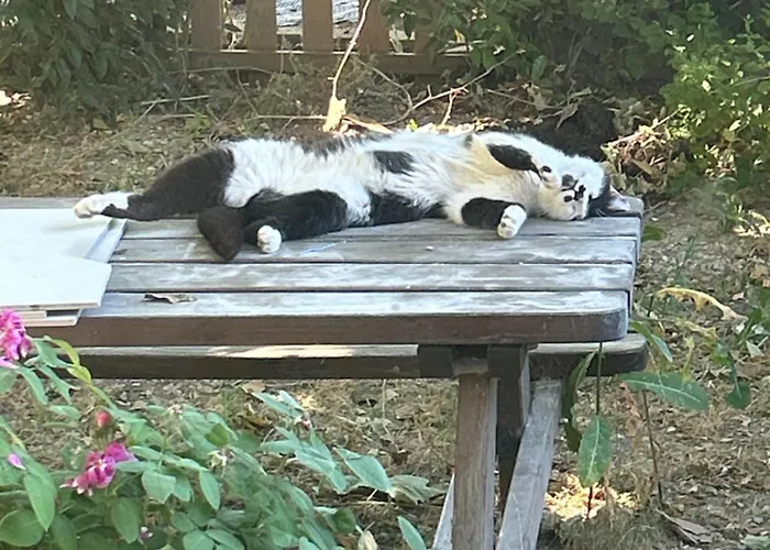 La Petite Machotte