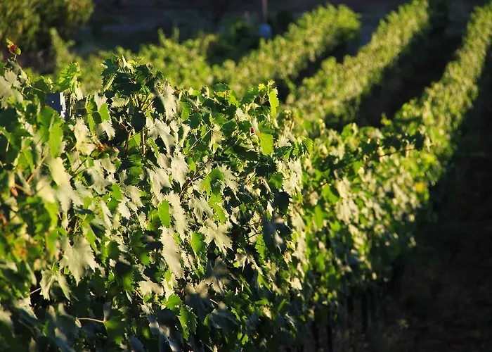 Agriturismo San Mauro