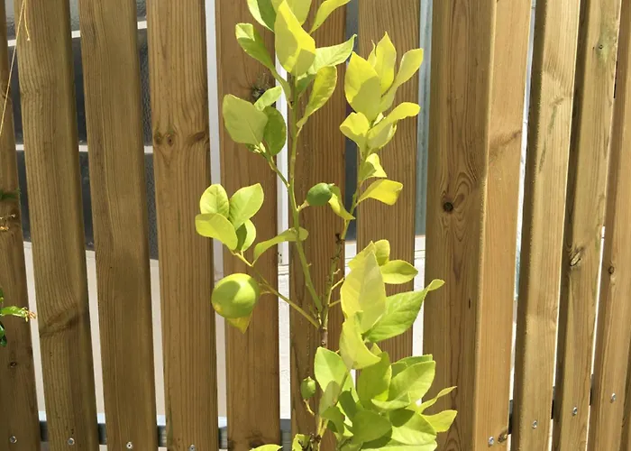 Lemon Tree Apartments