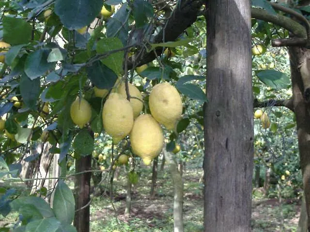 Azienda Agricola Veniero