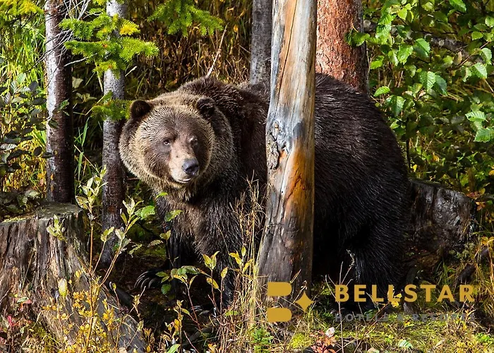 Palliser Lodge — Bellstar Hotels & Resorts